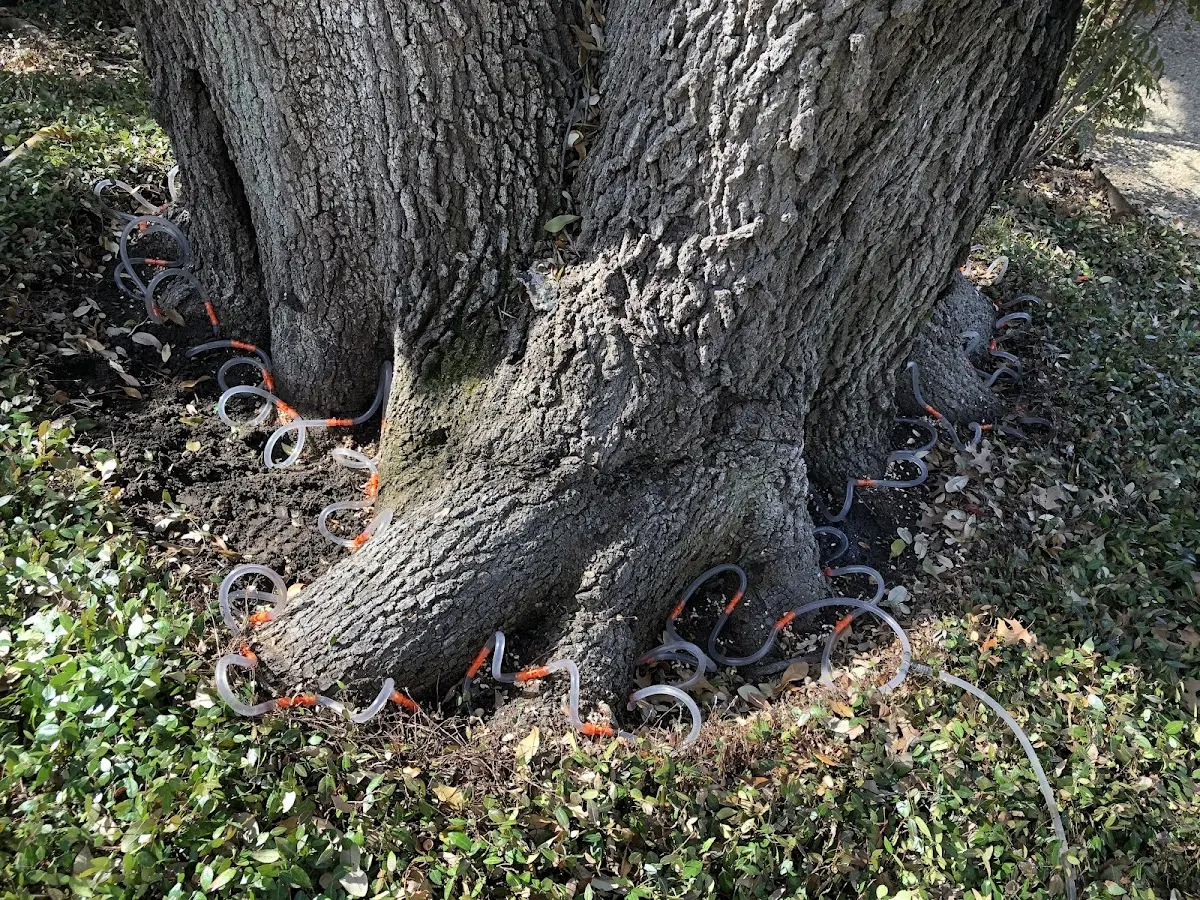 Detailed Tree Cabling and Bracing job site in Teton Village