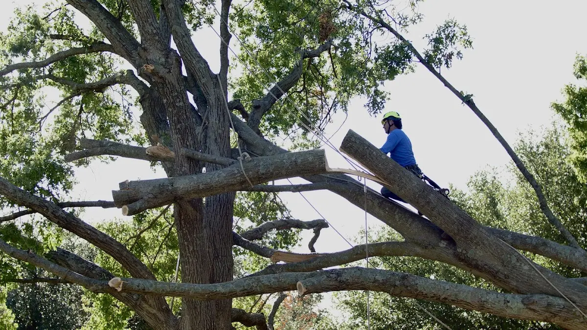 Professional Hazardous Tree Removal performed by certified arborists in Teton Village