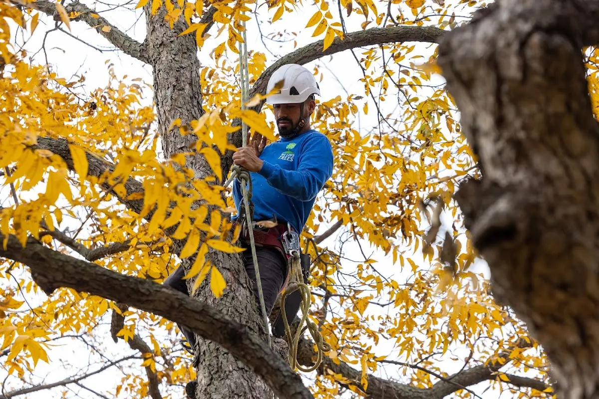Skilled Tree Pruning crew working in Teton Village