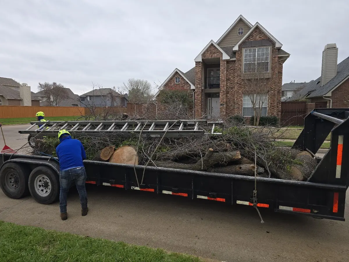 Expert Tree Pest Control with proper safety equipment in Teton Village